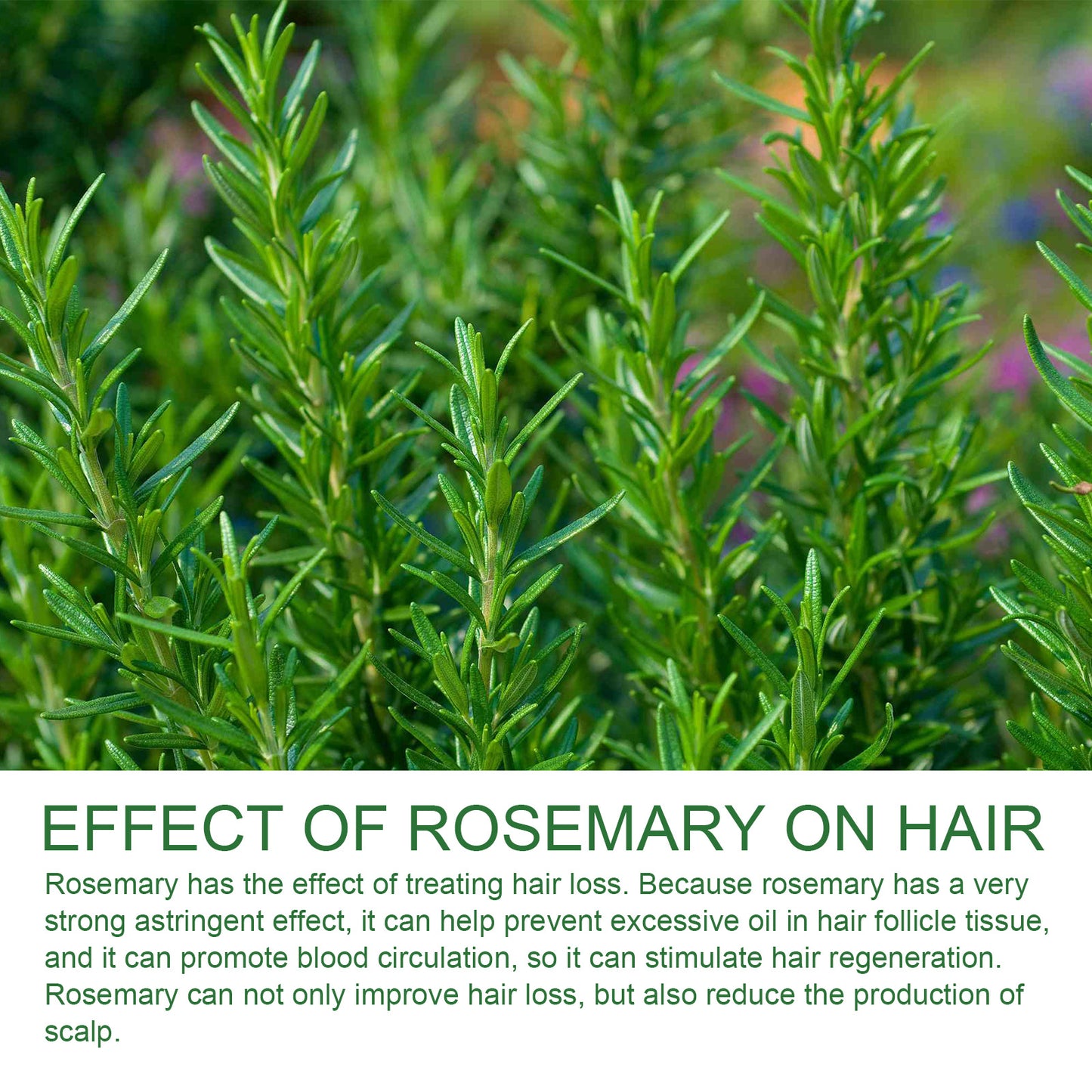 Rosemary Shampoo
